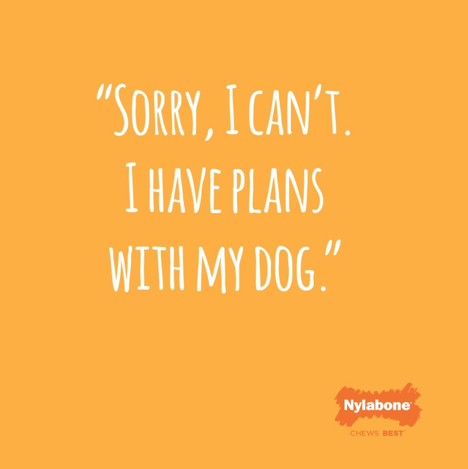 sorry I can't I have plans with my dog