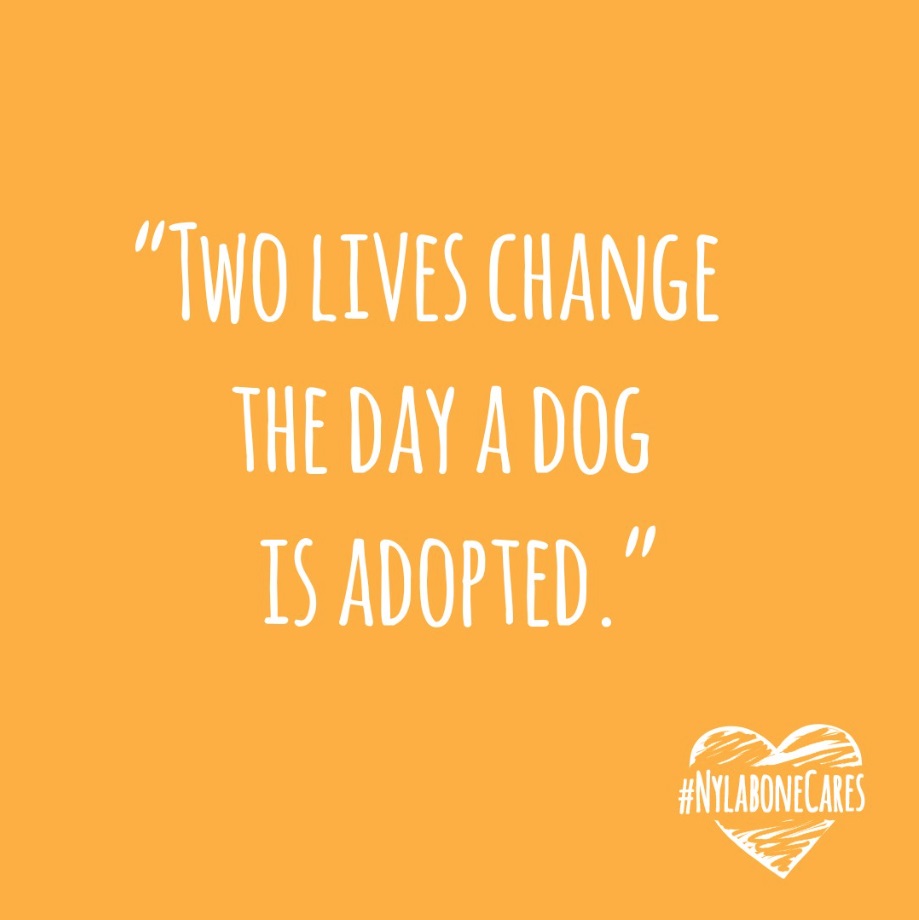 Two lives change the day a dog is adopted
