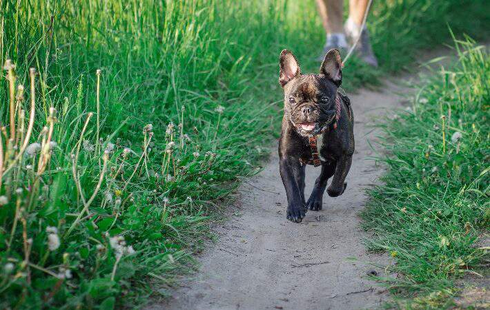 Dog running on trail