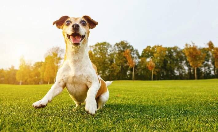 excited dog