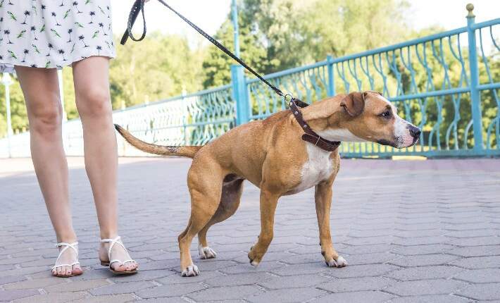 dog pulling on leash