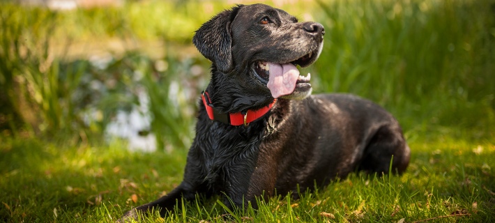 senior black labrador retriever resting in the grass