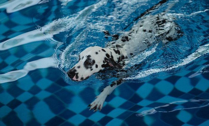 dalmatian dog swimming