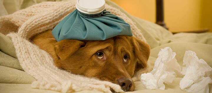 Can Dogs Gets Sick From Cats?