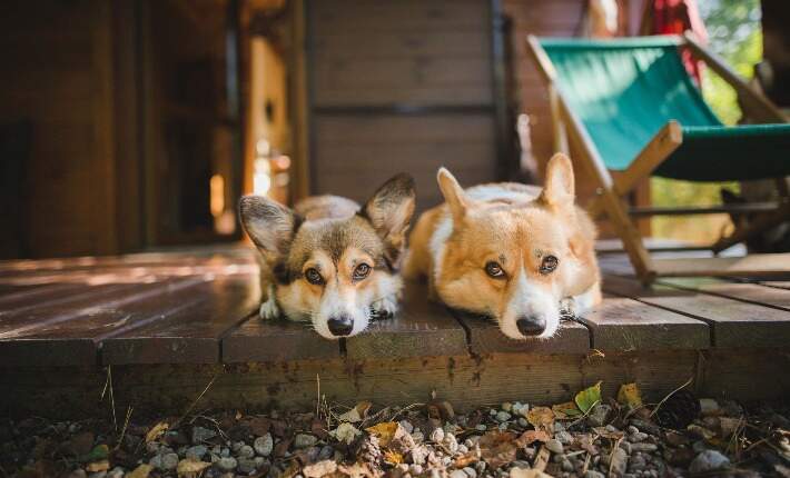 Two corgis laying on the front porch