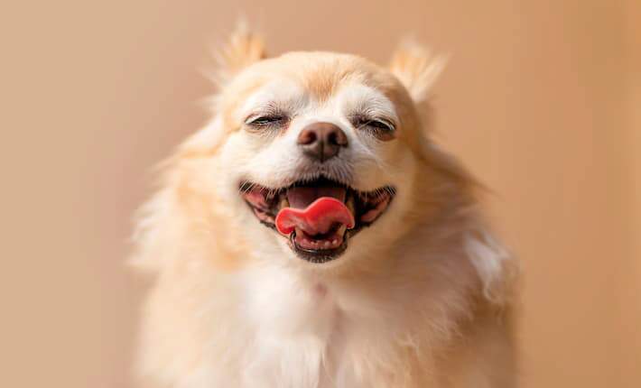 Smallest dog best sale weight