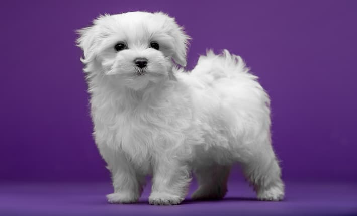 Hypoallergenic dogs under shop 10 pounds