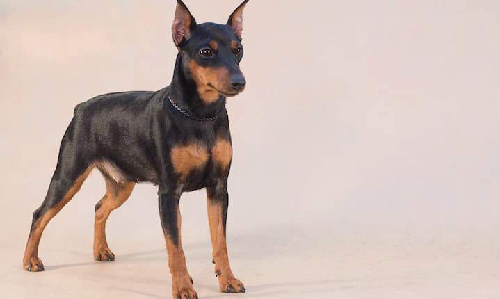 Miniature pinscher