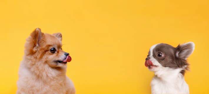 Pomeranian and chihuahua