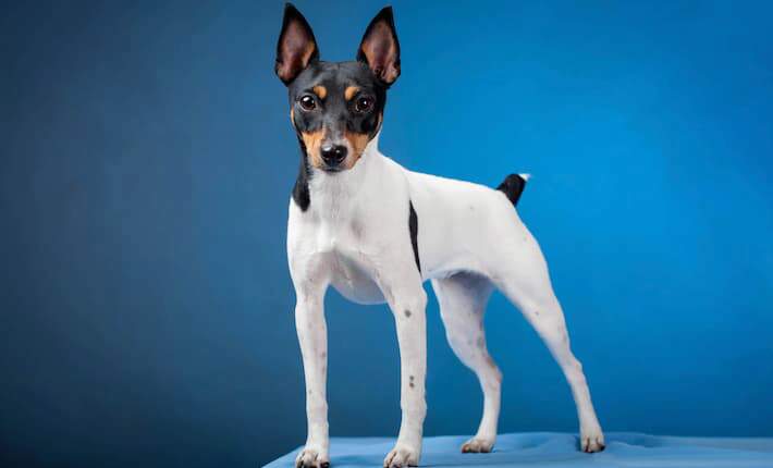 Toy Fox Terrier