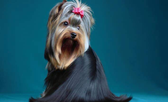 Yorkshire terrier