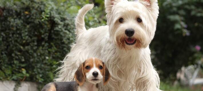 senior westie and beagle puppy 