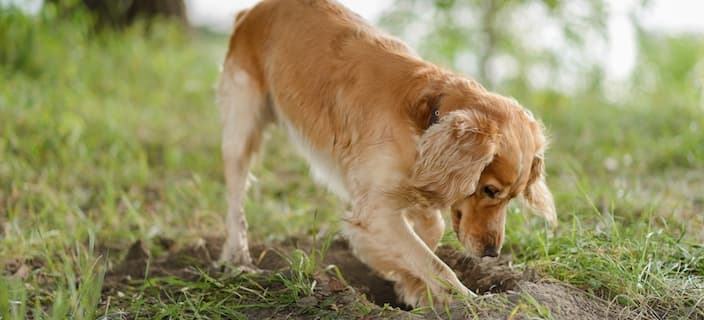 Cocker Spaniel digging hole outside