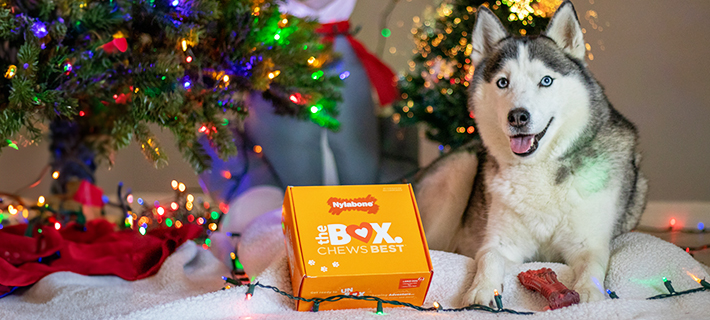 Gift Guide for Puppies: The Perfect Holiday Presents for Your Puppy