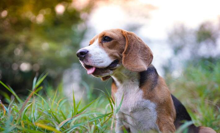 beagle