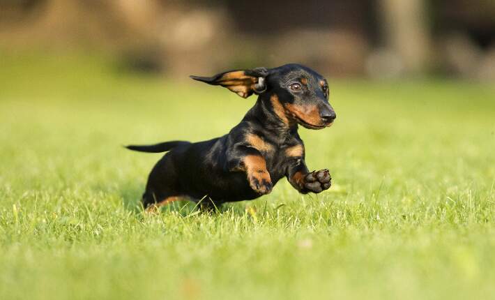 dachshund