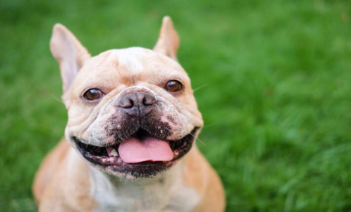 Französische Bulldogge