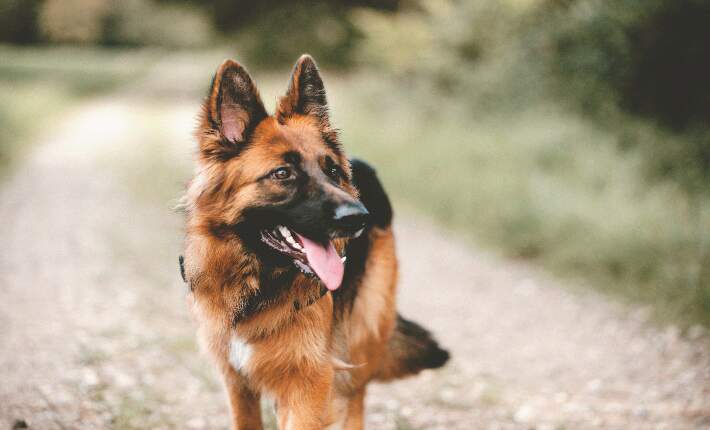 german shepherd