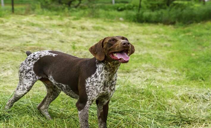 german shorthaired pointer