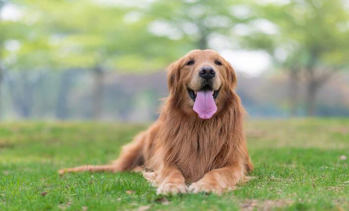 golden retriever