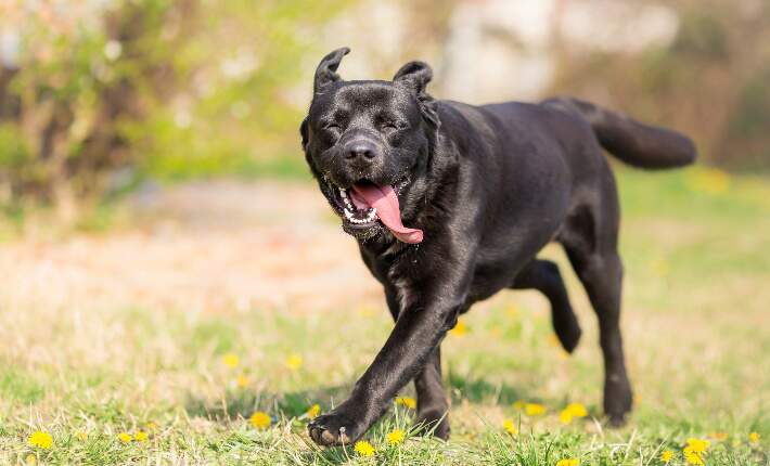 Labrador Retriever