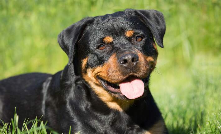 Rottweiler