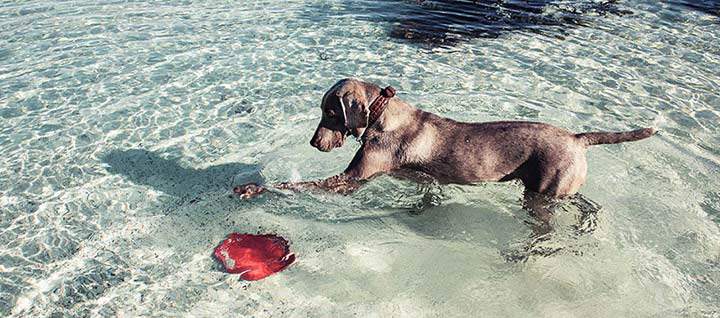 Active Dog playing in water.