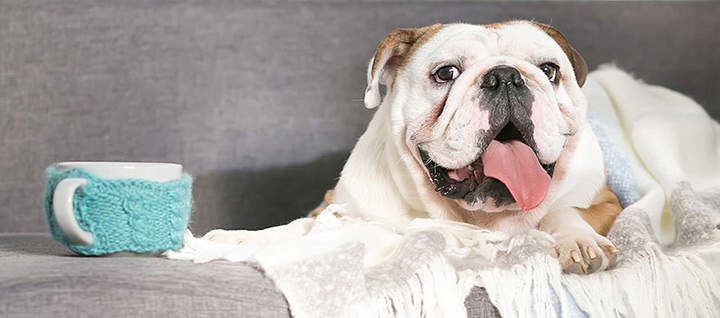 A bulldog lying down on a couch with a mug nearby.