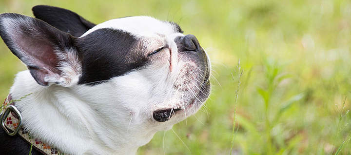 Bemærk venligst Henholdsvis Kviksølv 10 Easy-Maintenance Dog Breeds