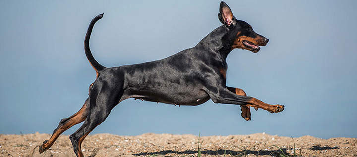A black and brown dog mid-leap against a blue sky background.