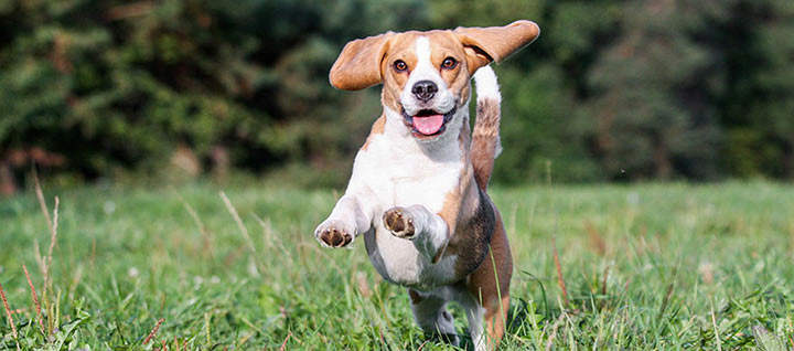 A dog leaping through grass.