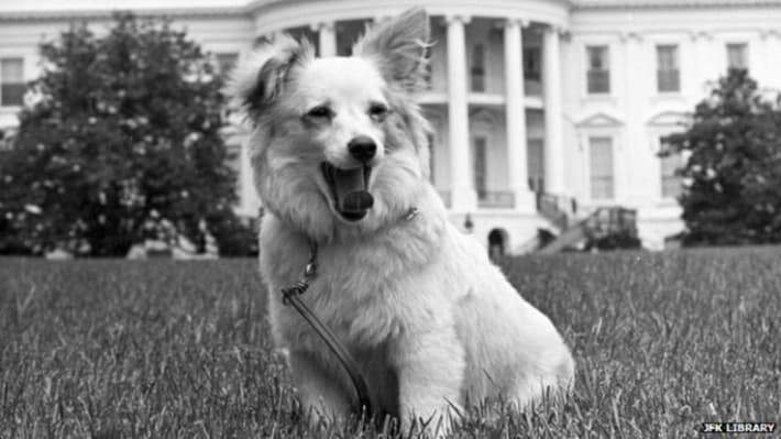 jfk-dog