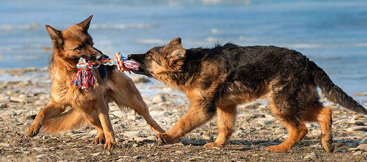 Super Smart Dogs Learn the Names of Toys Quickly (and Remember Them Later)