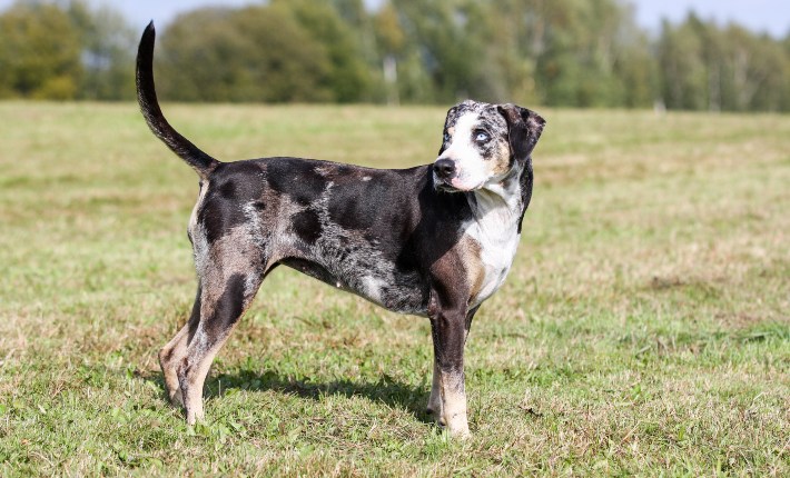 catahoula leopard dog standing on grass