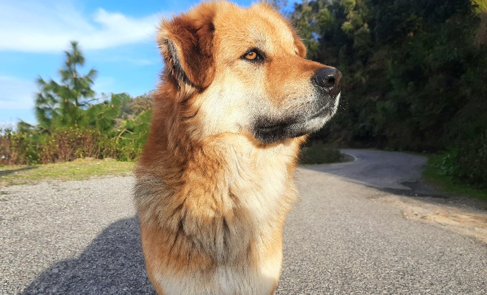 chinook dog standing on road