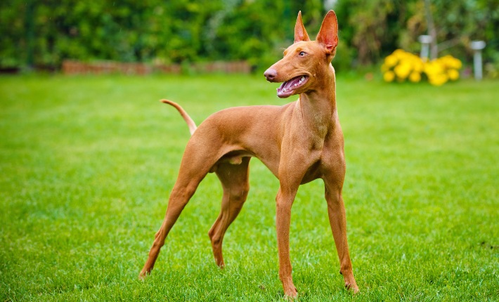 cirneco dell'etna dog standing on grass