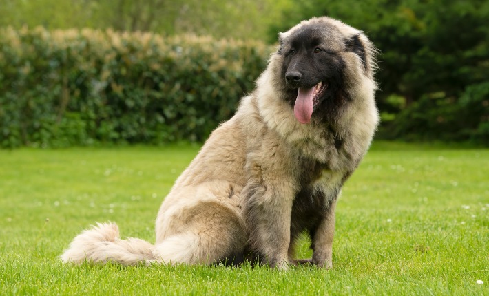 estrela mountain dog standing on grass