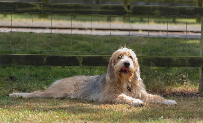 otterhound laying down on grass