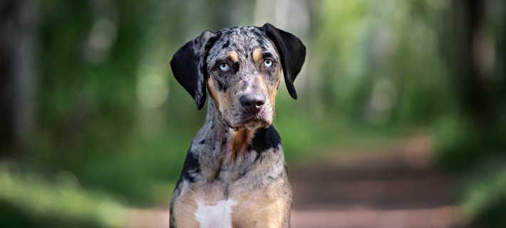 10 Loyal Dog Breeds