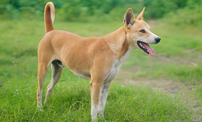 telomian dog standing on grass