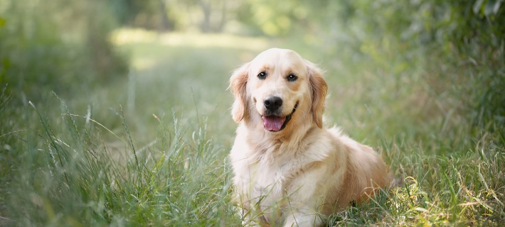 golden retriever laying in grass
