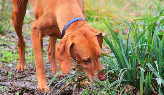 dog-sniffing-grass