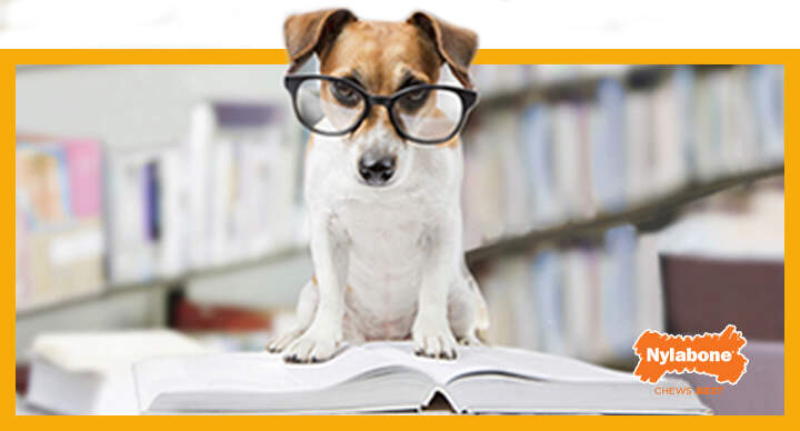 Dog wearing glasses, standing on an open book