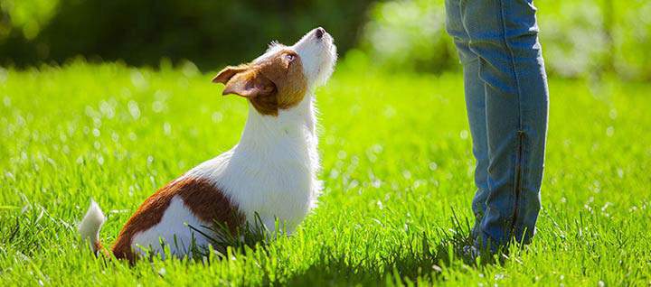 Person training dog that's sitting in grass, looking up