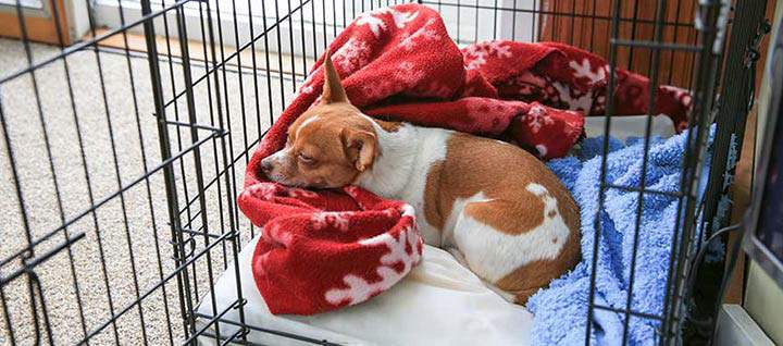 A small dog sleeping in a crate.