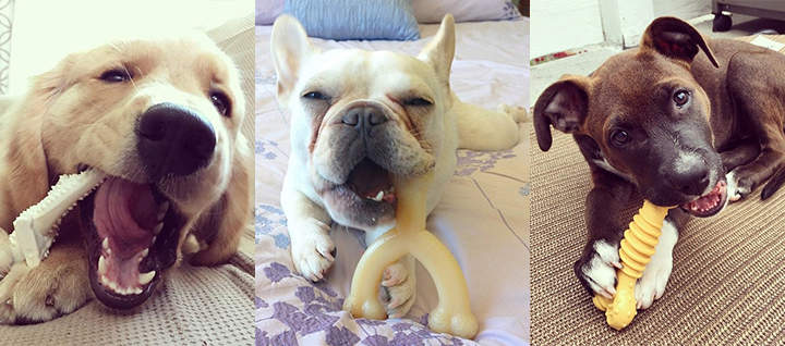 Three dogs chewing on Nylabone chews.
