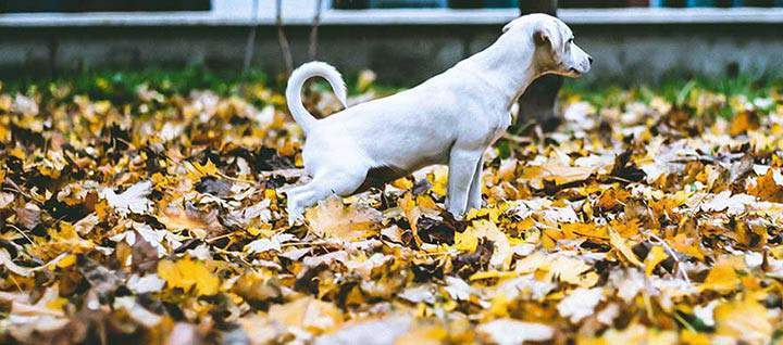 A dog going pee on fallen leaves