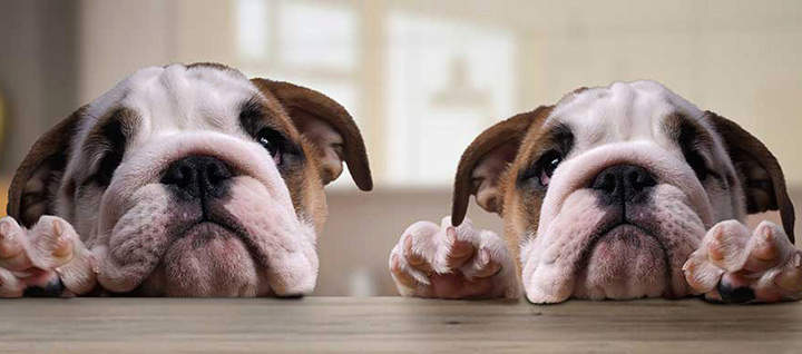 Two bulldogs resting their heads on a counter.