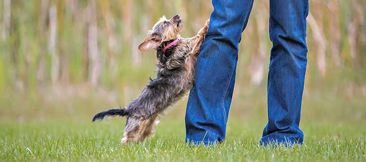 A small dog trying to jump up a person's leg.