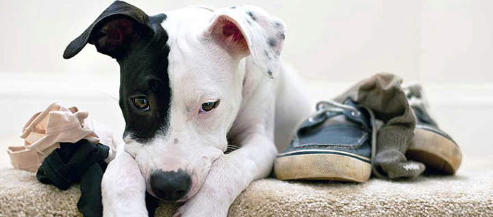 bored black and white dog on carpet